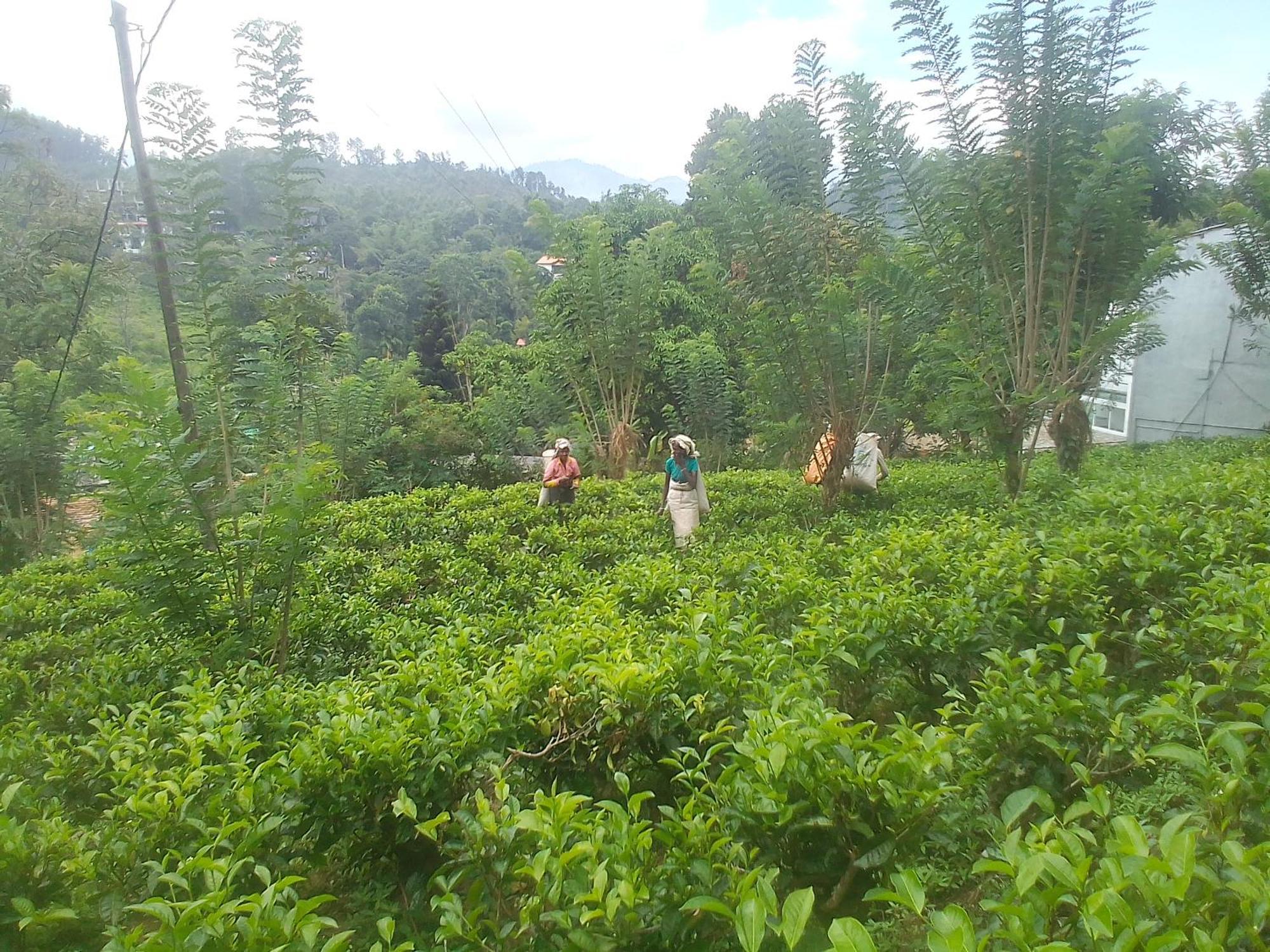 Talblick Homestay Ella Bilik gambar